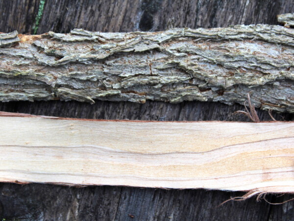 Slippery Elm Inner and Outer Bark