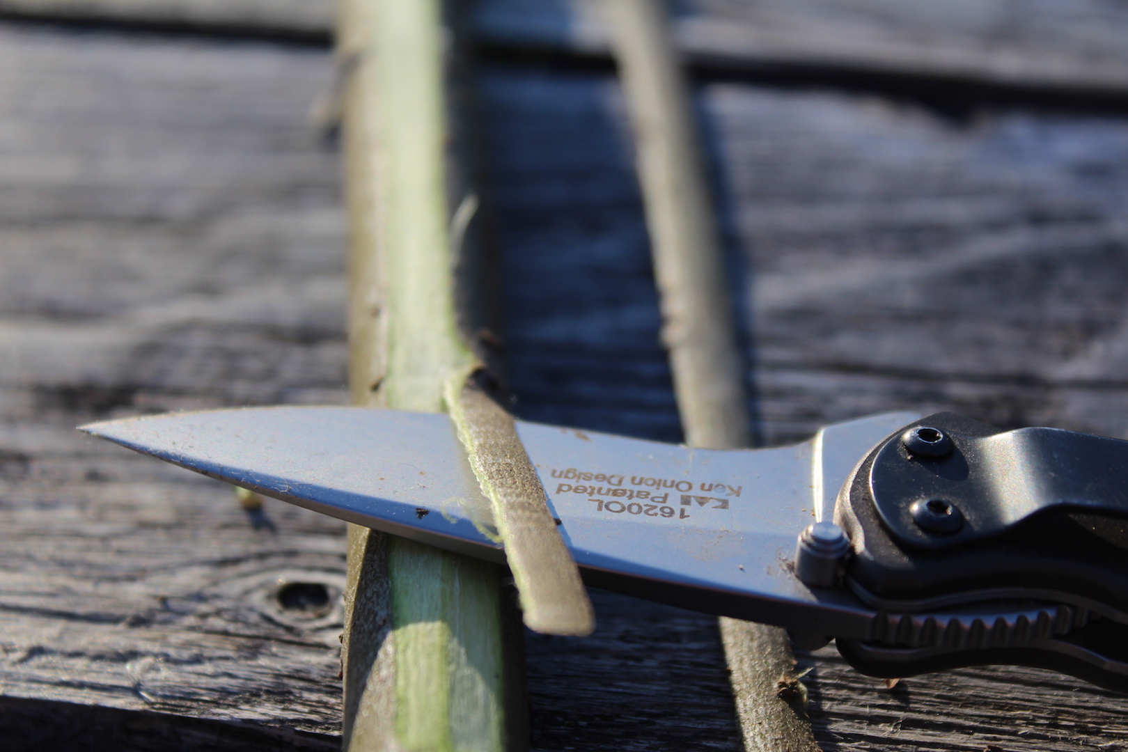 Harvesting willow bark with a pocket knife