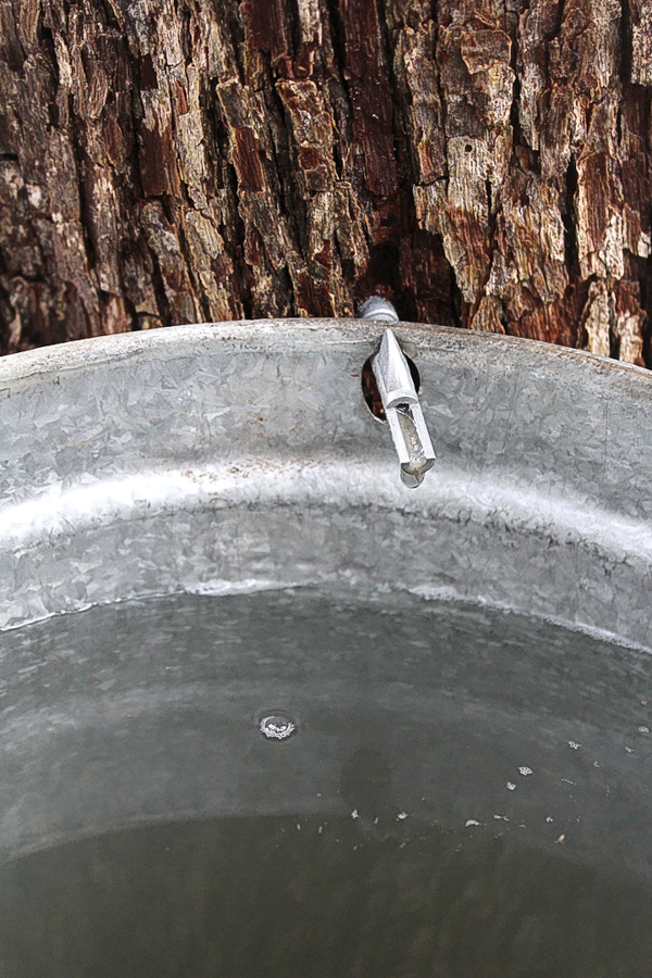 Tapped Ironwood Tree a Full Bucket