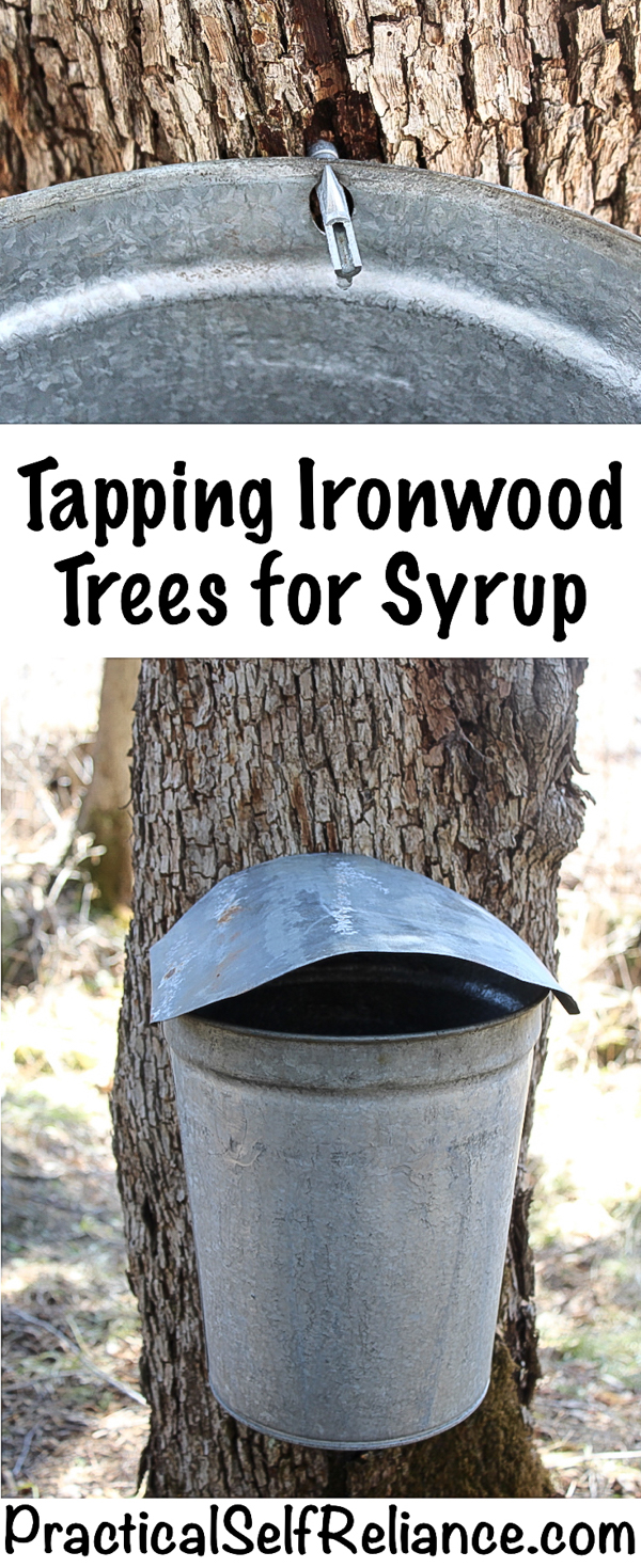 Tapping Ironwood Trees for Syrup #tappingtrees #makingsyrup ##homestead #homesteading #selfsufficiency #selfreliant #preparedness #maplesyrup
