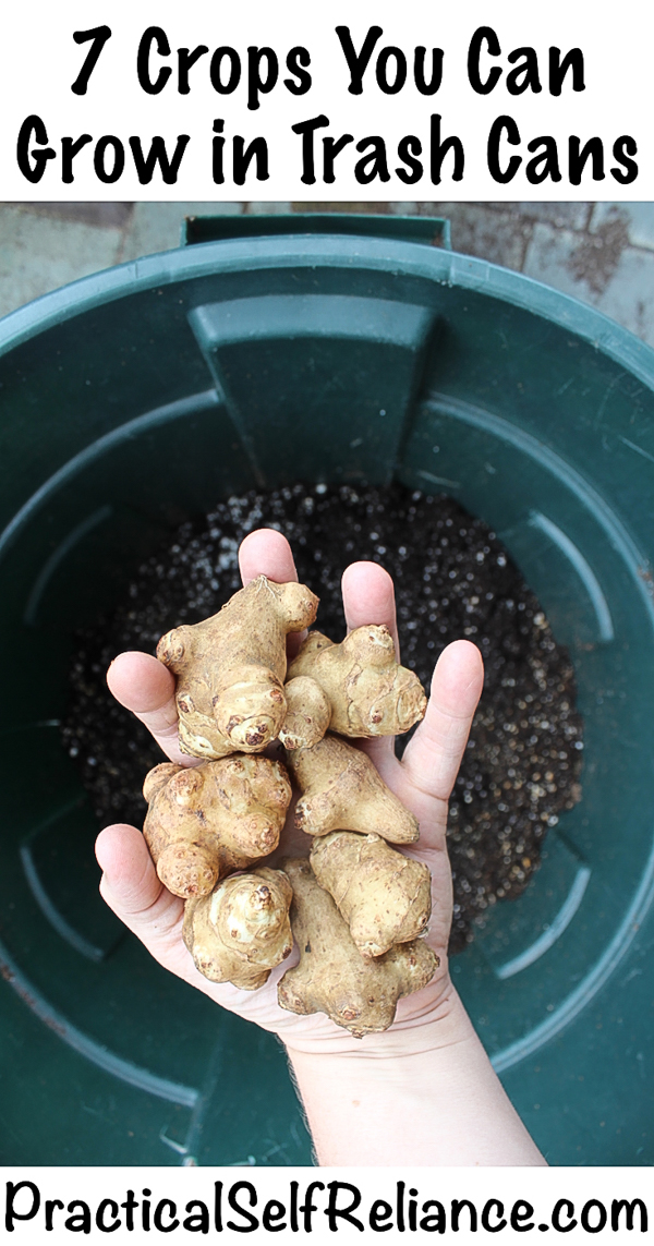 7 Crops You Can Grow in Trash Cans ~ Urban Survival Gardening #gardening #organicgardening #containergardening #vegetablegardening #gardeningtips #homesteading #homestead #selfreliant