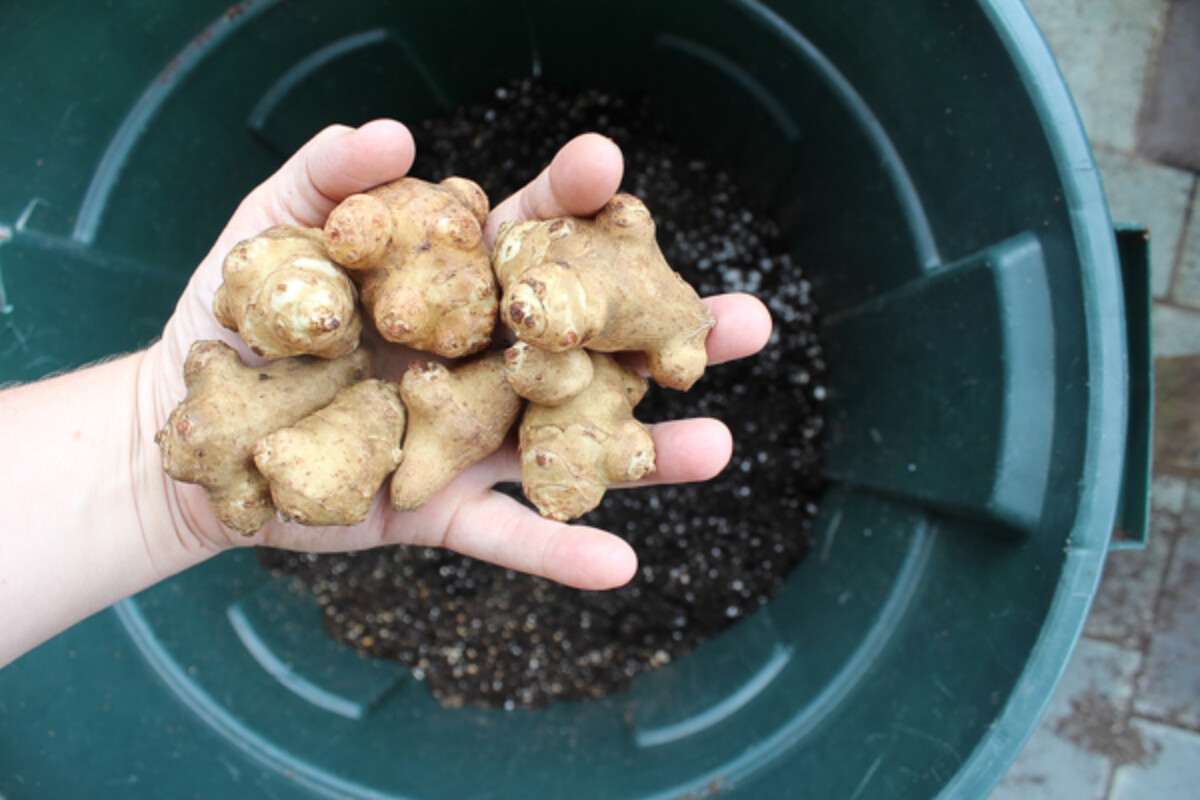 Growing Sunchokes in a Trash Can