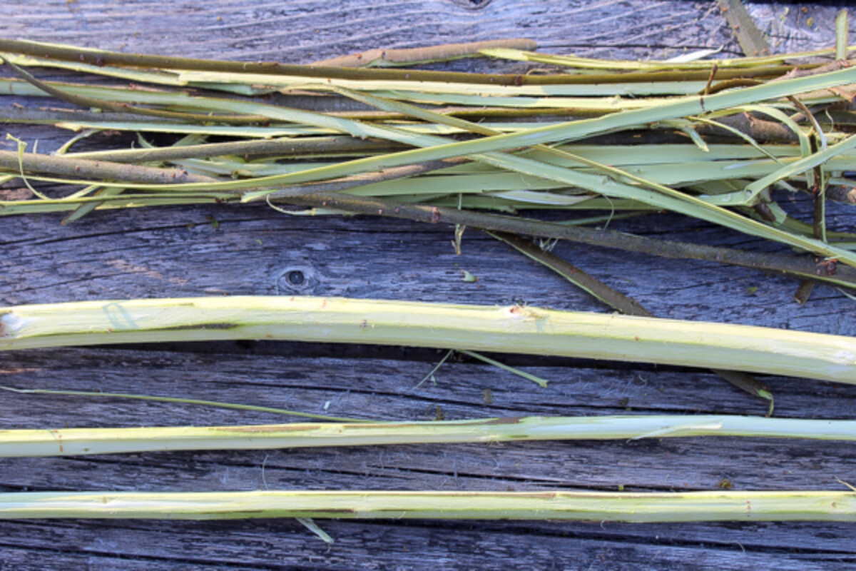 Willow bark harvested from small branches using a pocket knife.