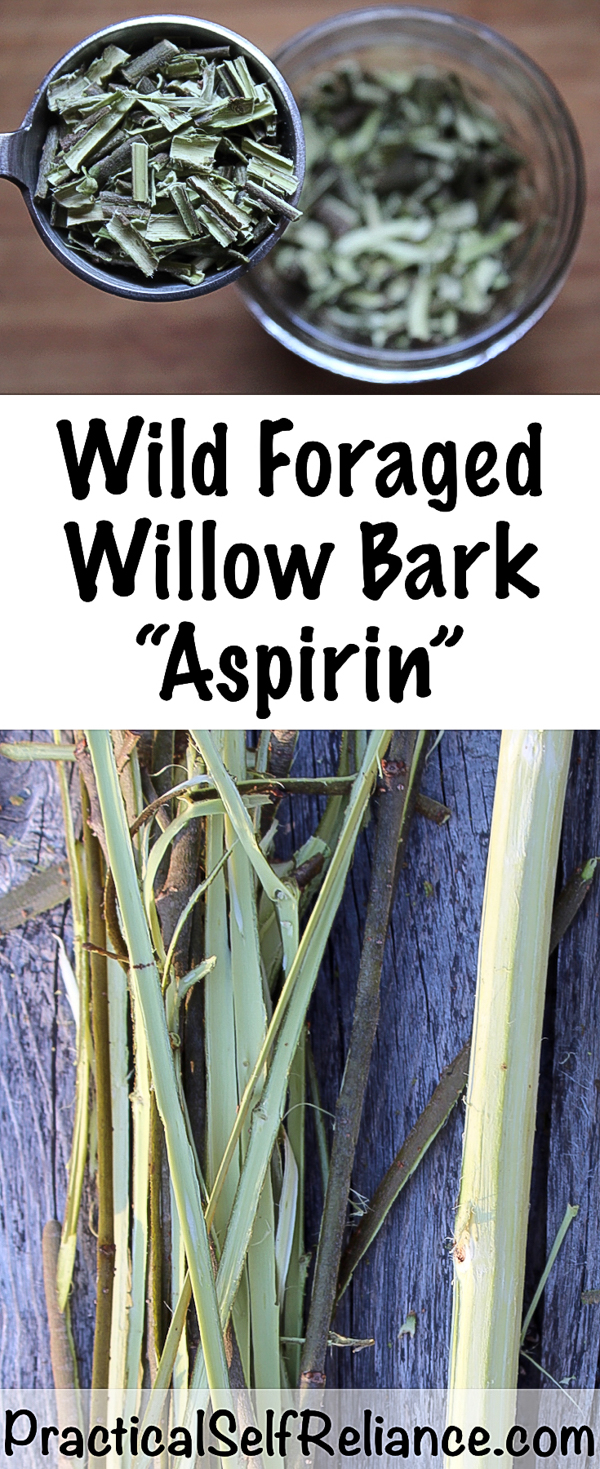Foraging Willow Bark for Medicine ~ Natural Wild Aspirin #willow #willowbark #painrelief #herbs #herbalist #herbalism #medicine #forage #foraging #wildcrafting #survival #naturalremedy #homestead 