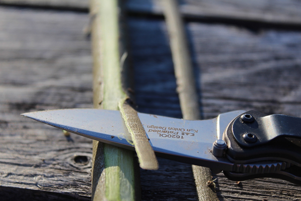 Harvesting willow bark with a pocket knife.