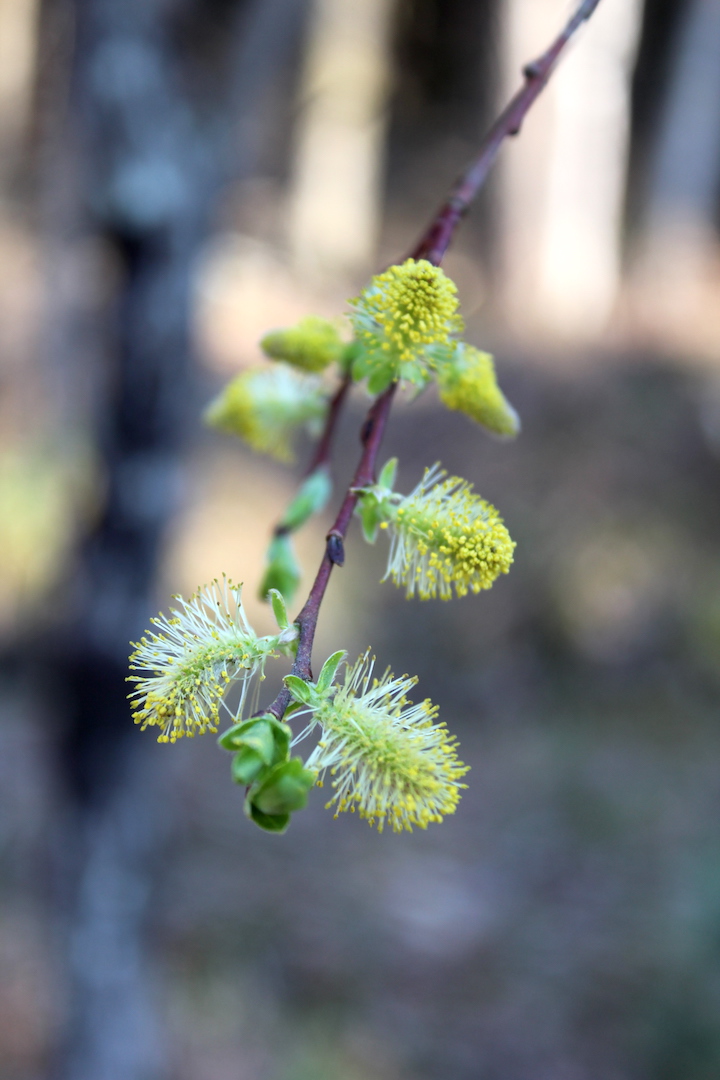 Identifying Willow by Willow Catkins