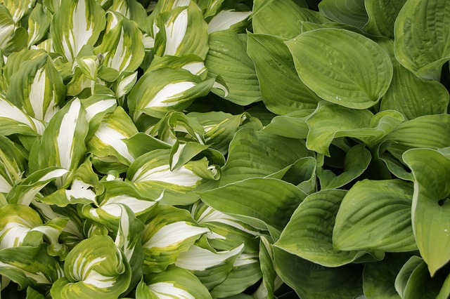 variegated hosta and green hosta side by side