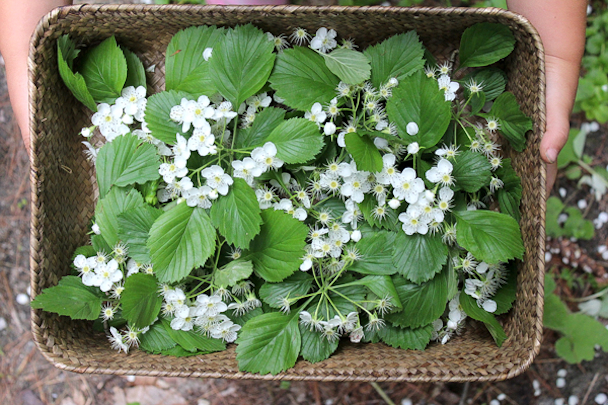 Basket of Hawthorn Flowers