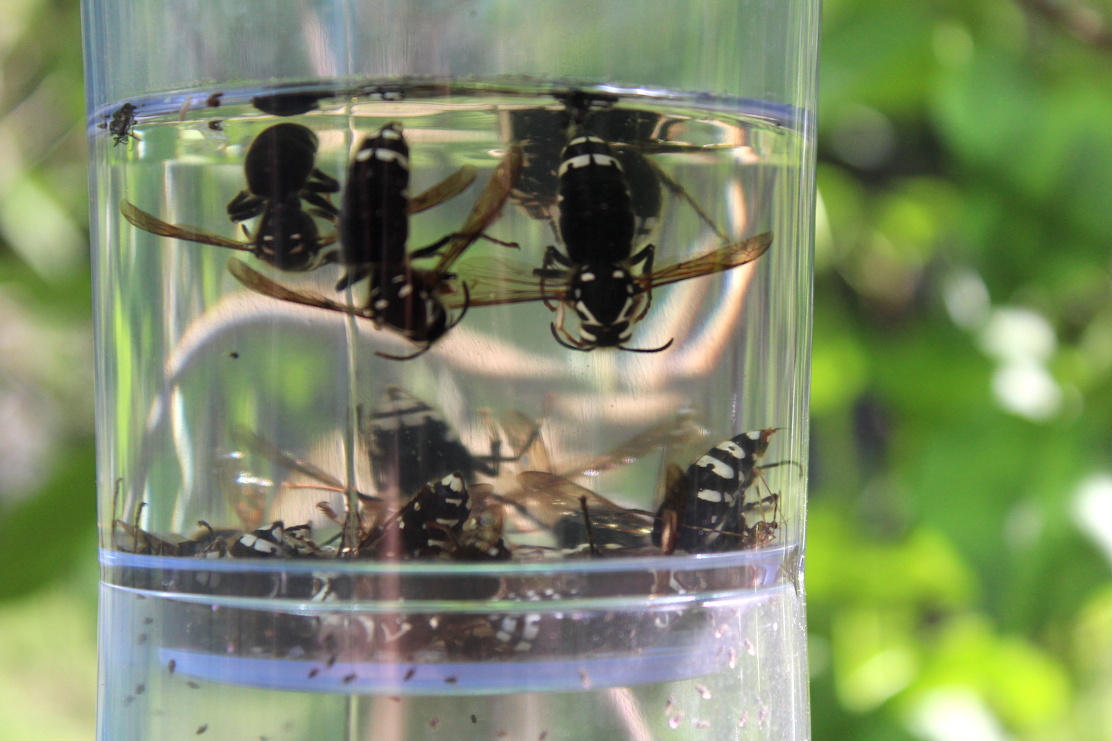 Effective Wasp Trap - Non Toxic