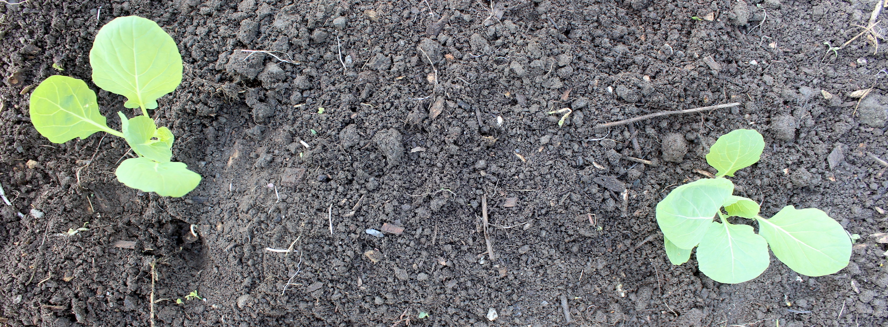 Brussel Sprout Plant Spacing