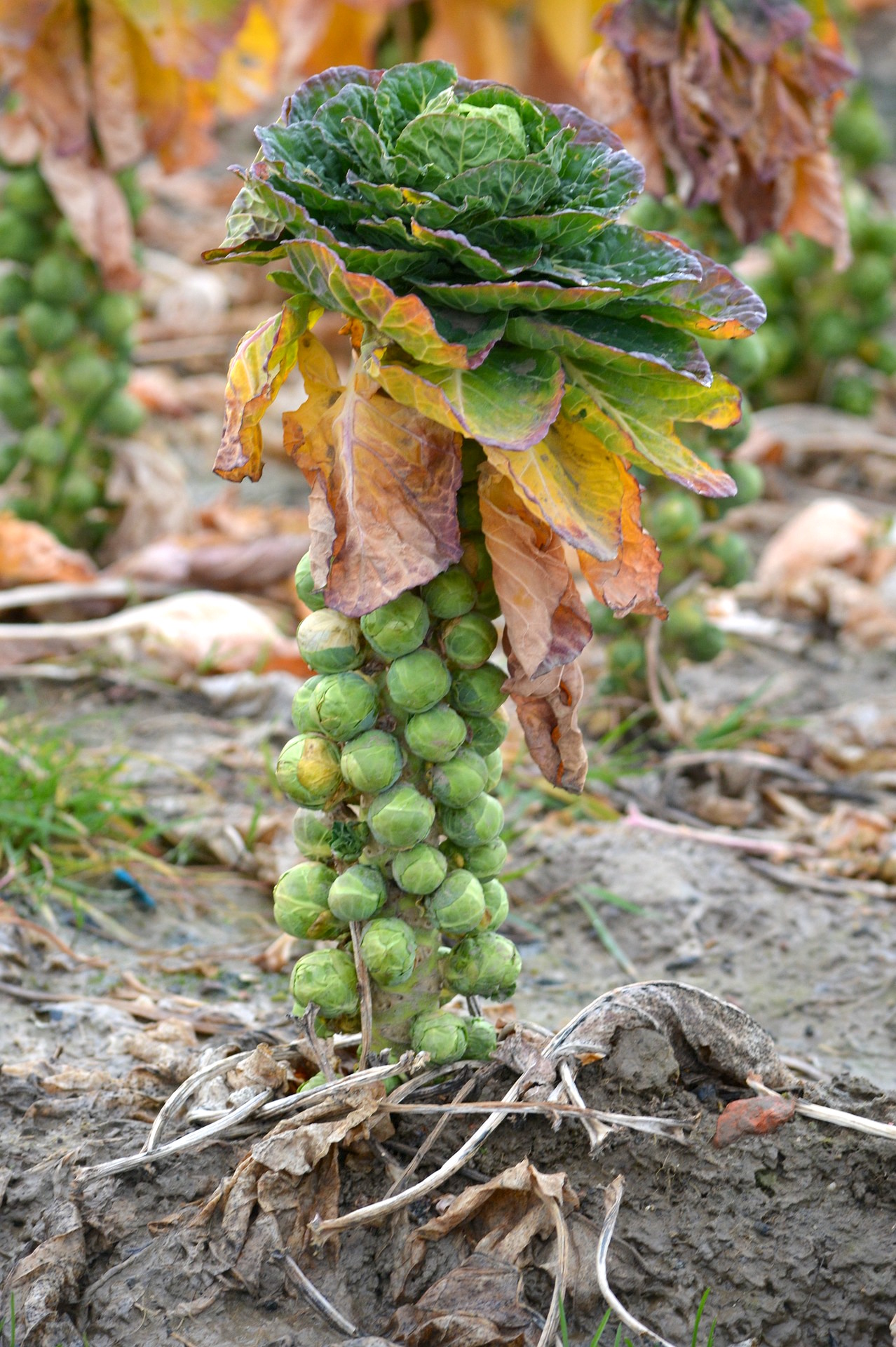 Brussel Sprout Plant