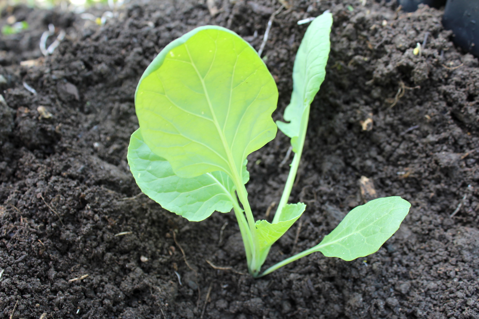 Brussel Sprout Seedling