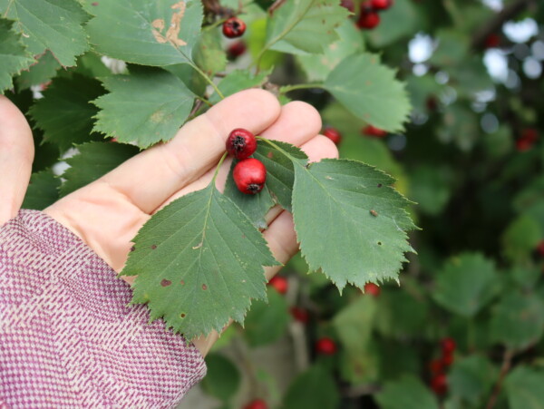 Foraging Hawthorn