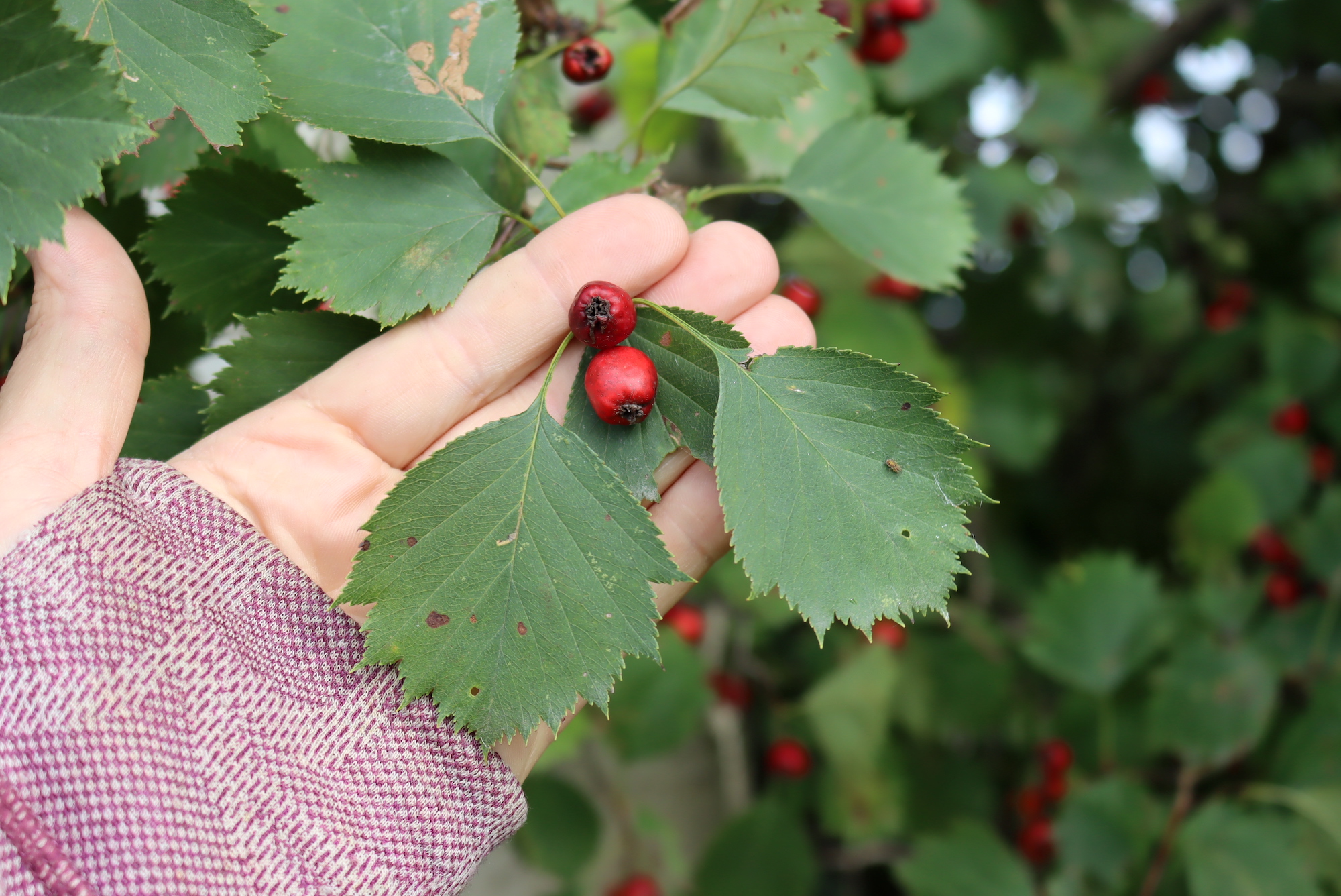 Foraging Hawthorn