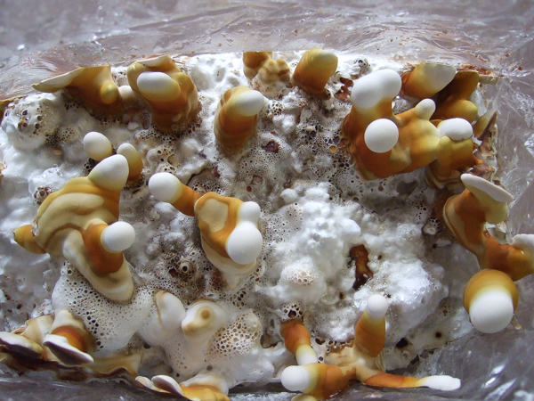 Immature Cultivated Reishi (Ganoderma Lucidum