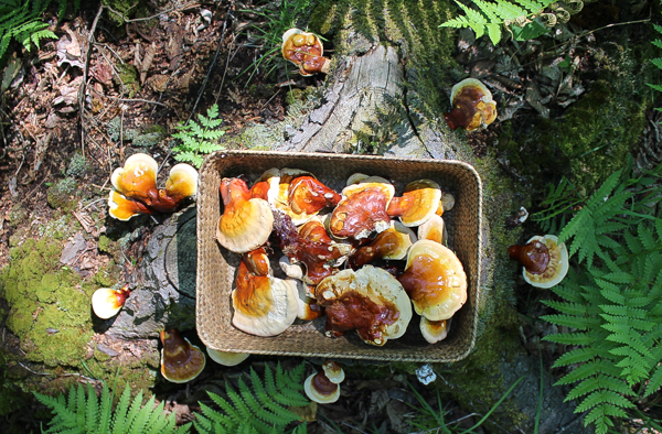 harvesting reishi mushrooms
