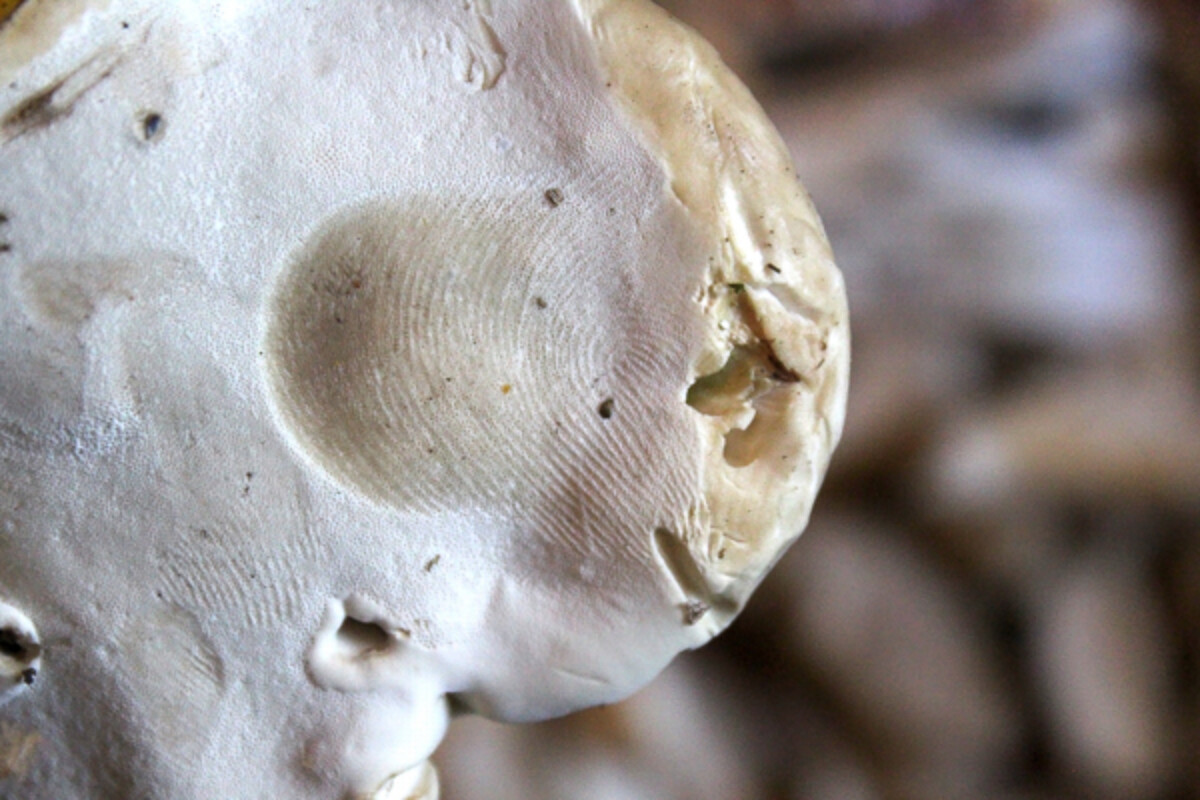 bruised reishi mushroom