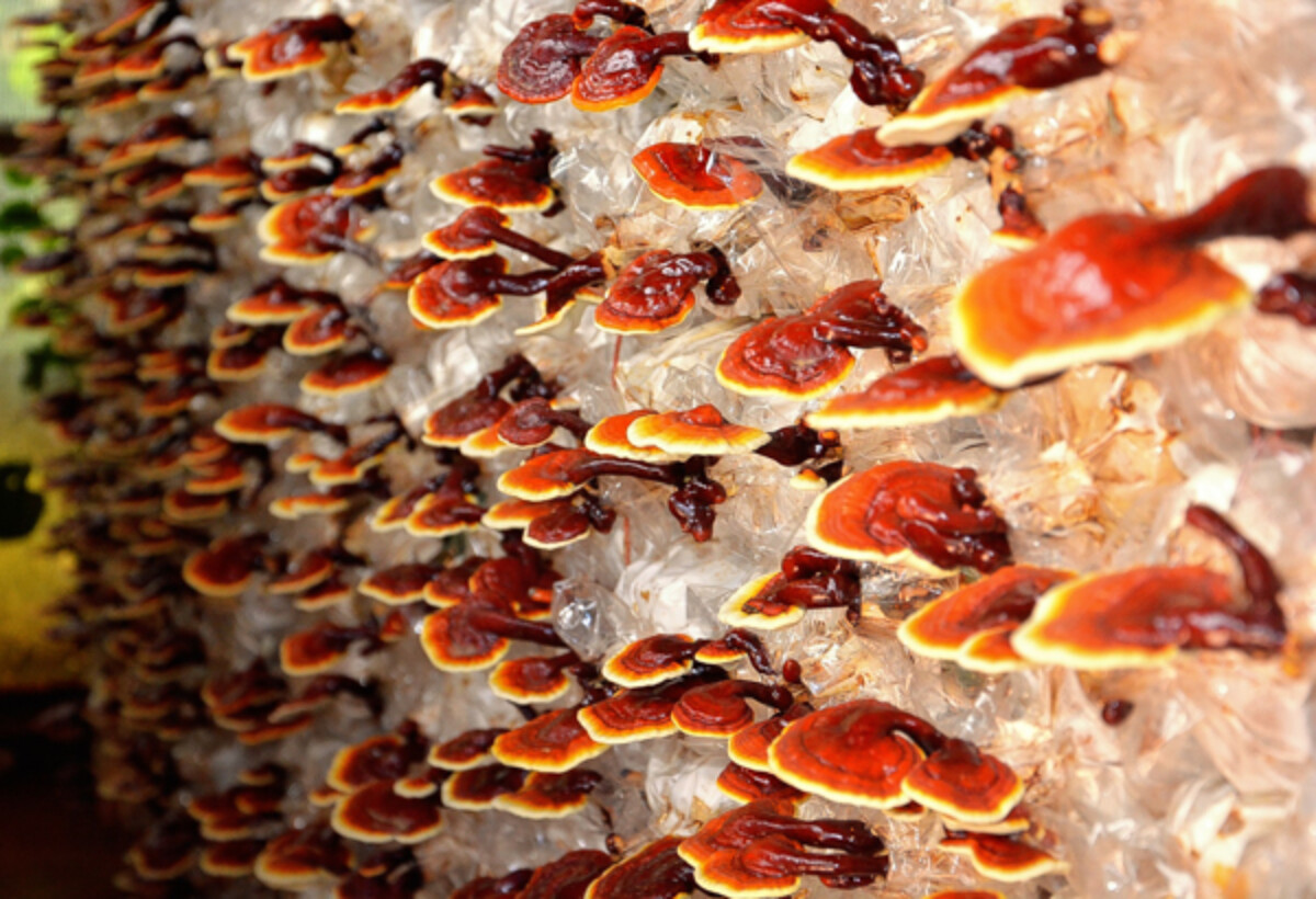 Commercial Reishi Cultivation