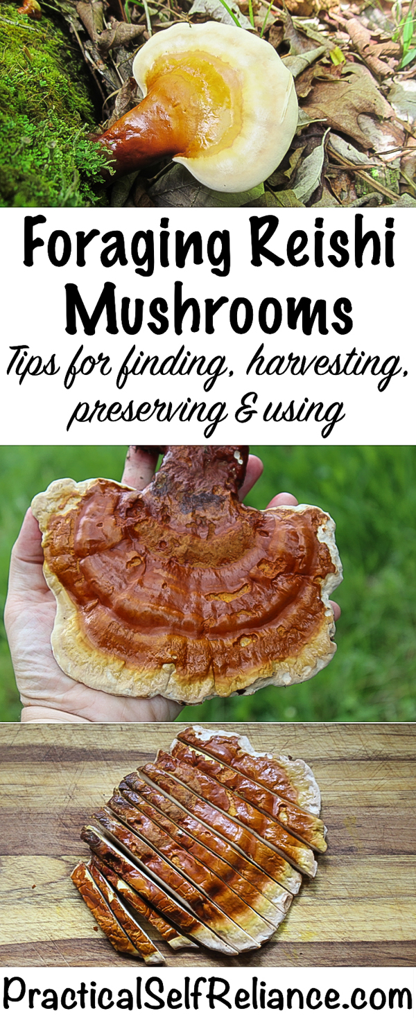 Foraging Reishi Mushrooms #medicinalmushrooms #reishi #foraging #forage #wildcrafting #herbalism #naturalremedies