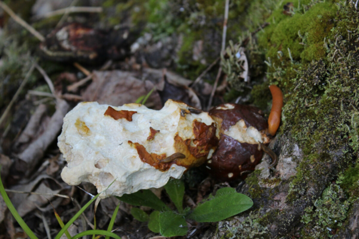 hemlock reishi eaten by slugs