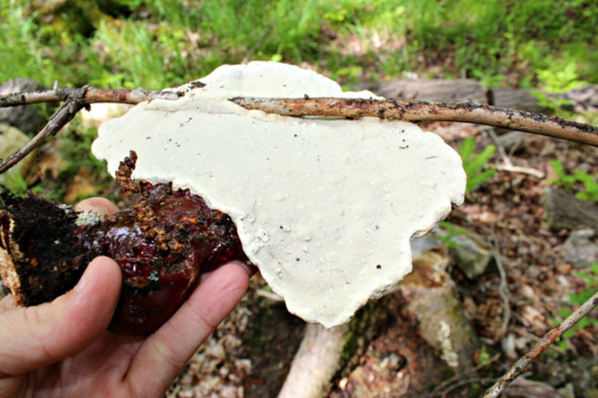 Reishi Mushroom underside
