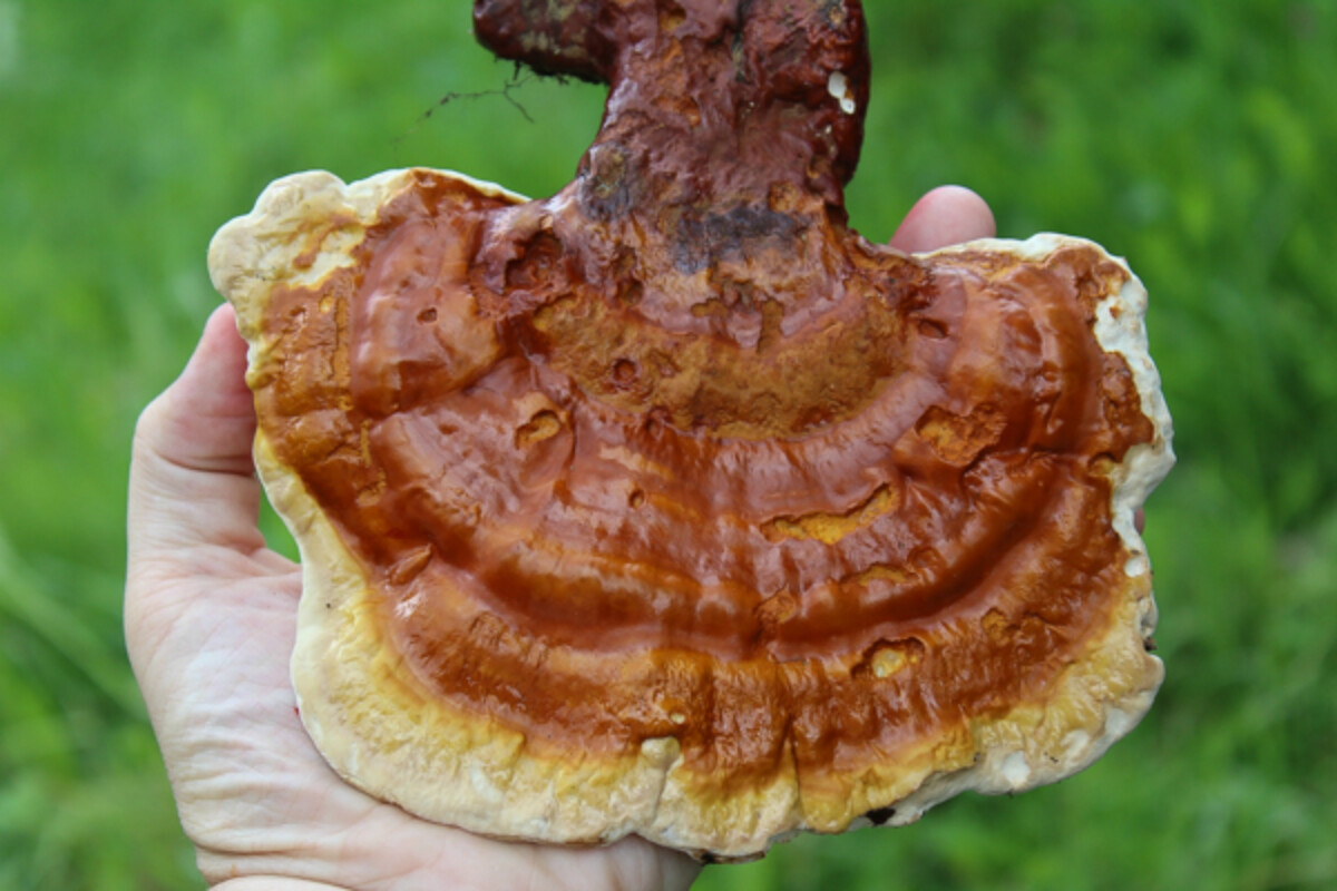 Freshly harvested reishi mushroom
