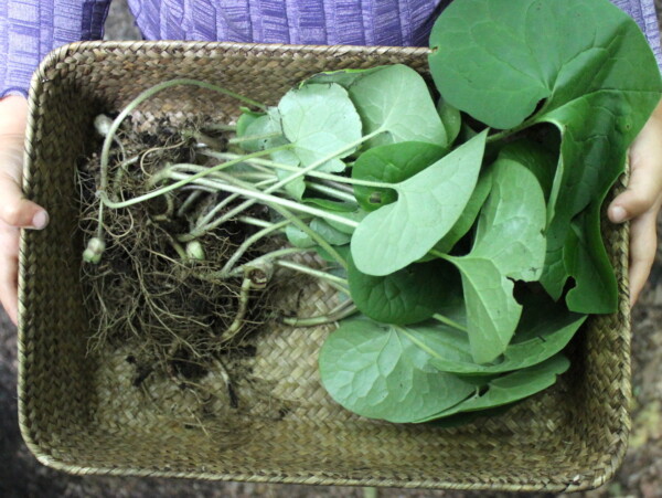 Foraging Wild Ginger ~ Native Ginger or European Ginger