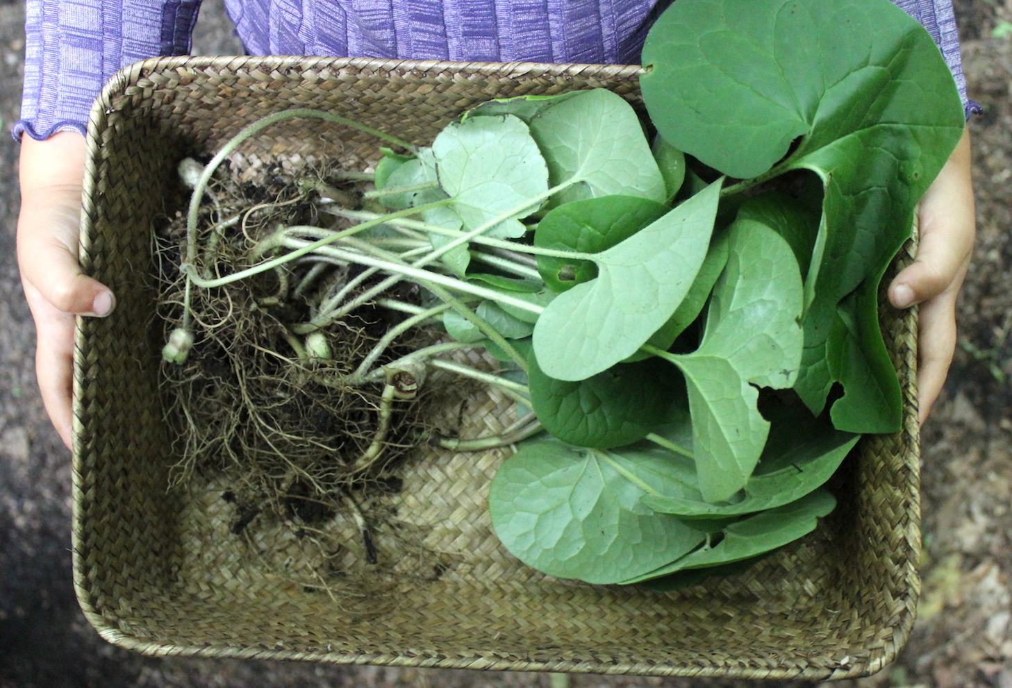 wild ginger plant