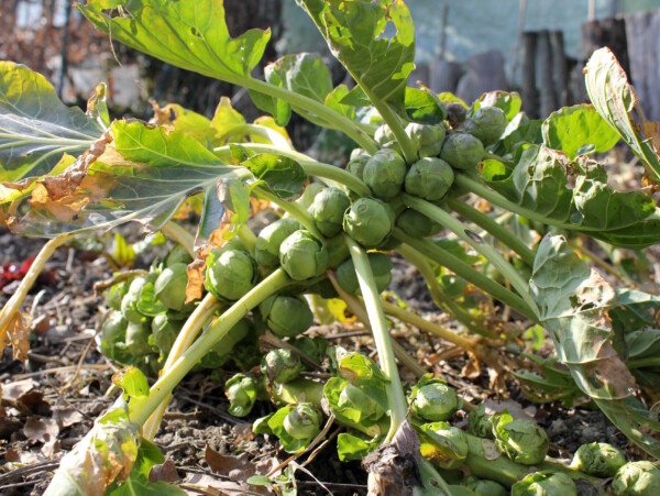 Growing Brussel Sprouts
