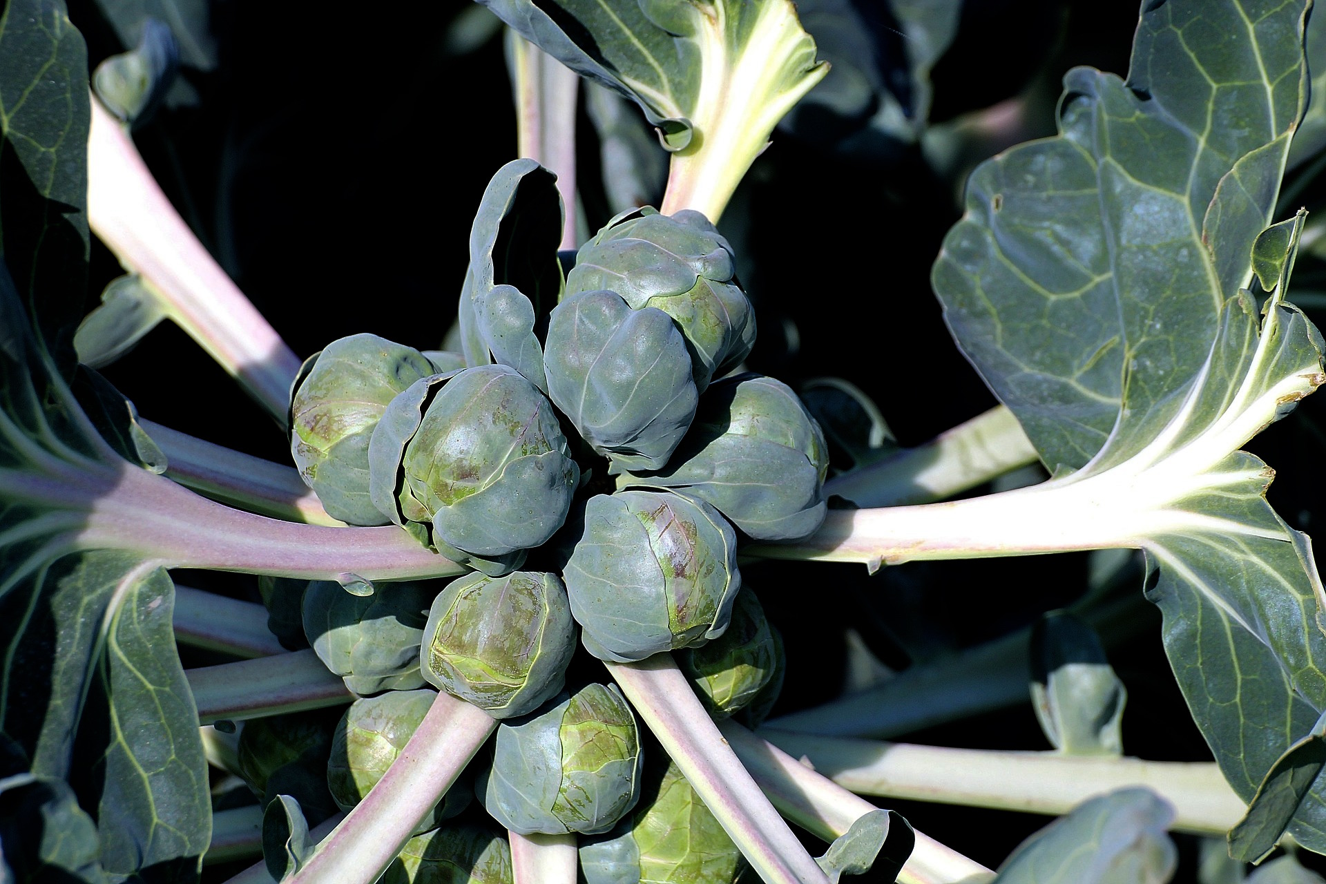 Growing Brussel Sprouts in Containers