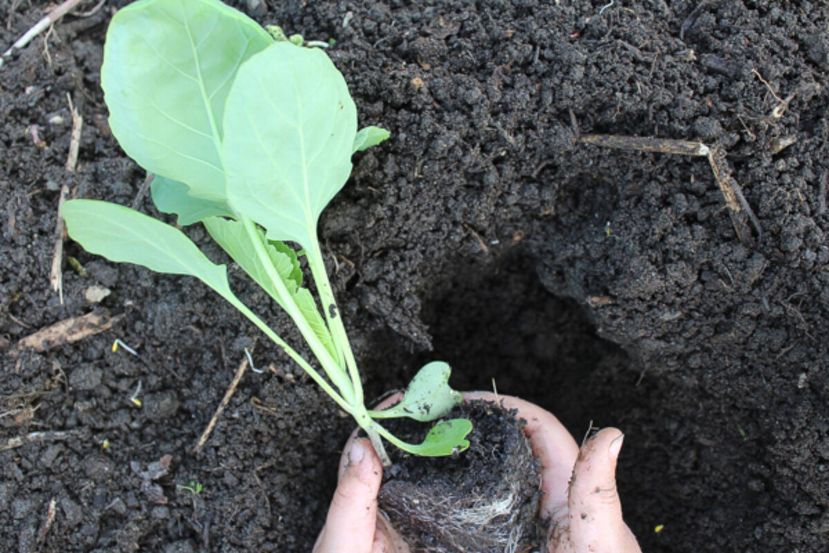 Transplanting a brussels sprout plant into our garden in late May.