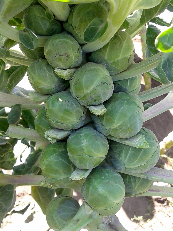 Harvesting Brussel Sprouts