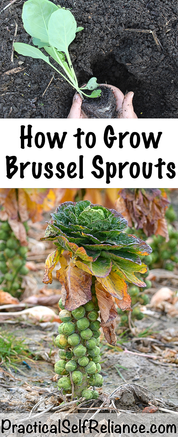 How to Grow Brussel Sprouts ~ In the Garden or in Containers #brusselssprouts #brusselsprouts #howtogrow #gardening #gardeningtips #organicgarden #fallgarden #containergarden