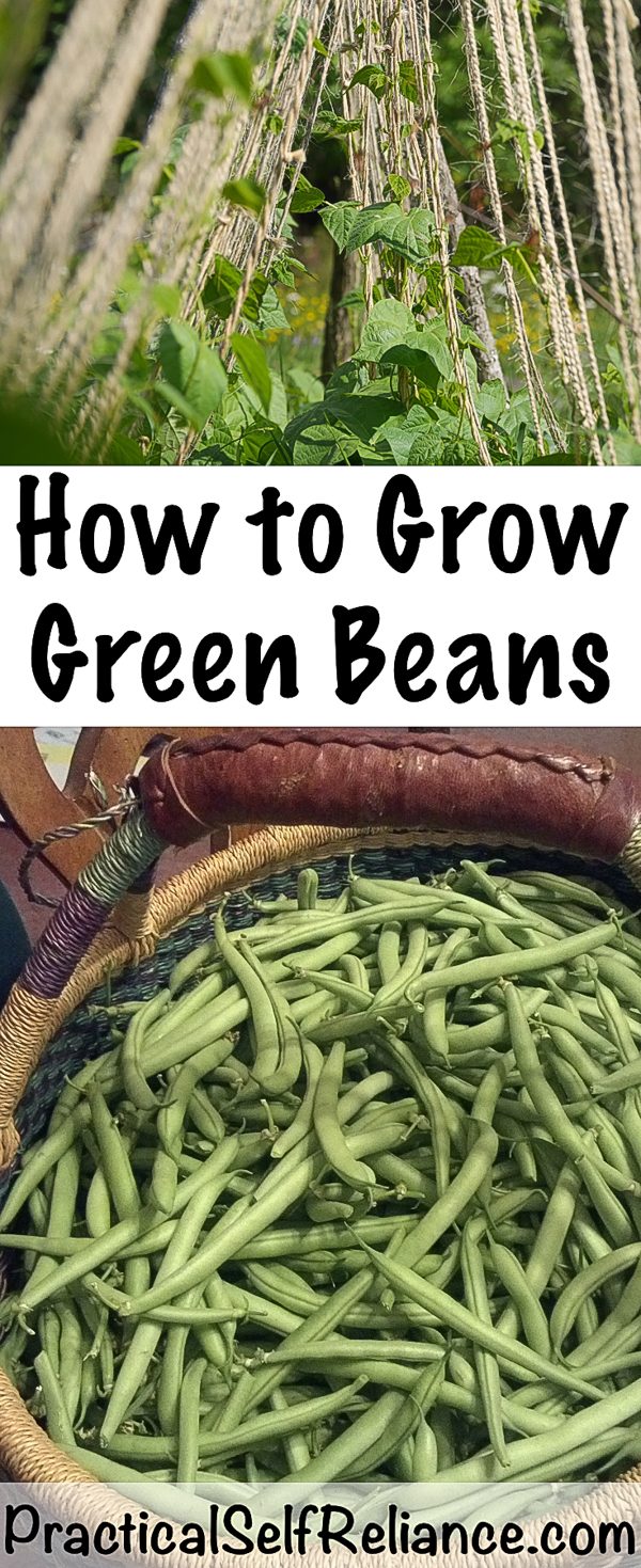 How to Grow Green Beans #greenbeans #howtogrowbeans #gardening #organicgardening #gardeningtips #homesteading