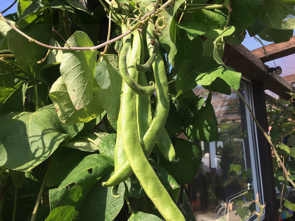 Growing Green Beans