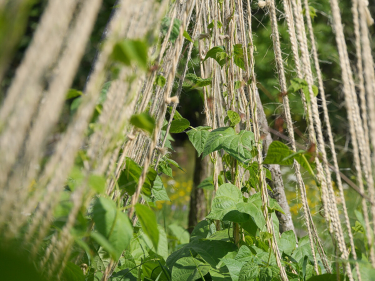 String Trellis for Pole Beans