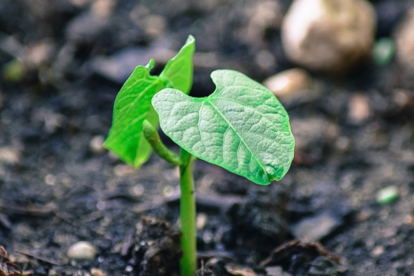 Growing Green Beans from Seed