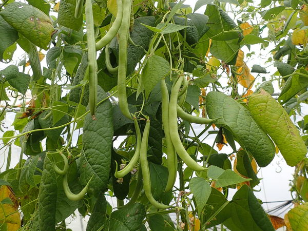 Pole Beans Producing a Crop
