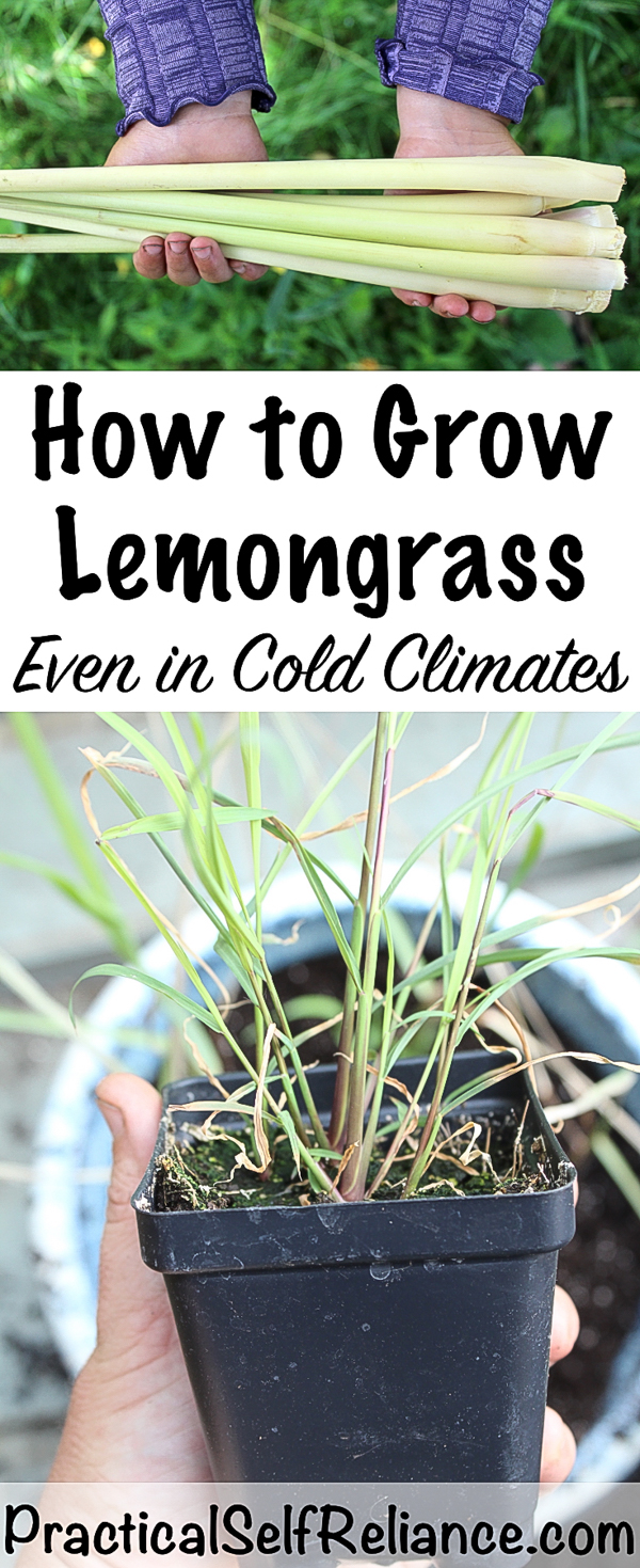 How to Grow Lemongrass Even in Cold Climates ~ Growing Lemongrass Indoors or Outdoors #lemongrass #howtogrow #growingherbs #gardeningtips #growingherbs