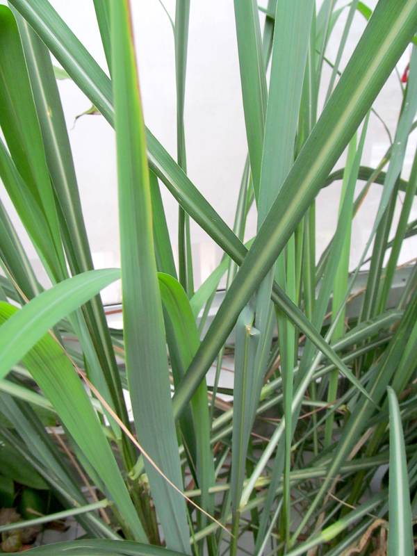 Lush leaves on a lemongrass plant growing indoors in a cold zone 4.