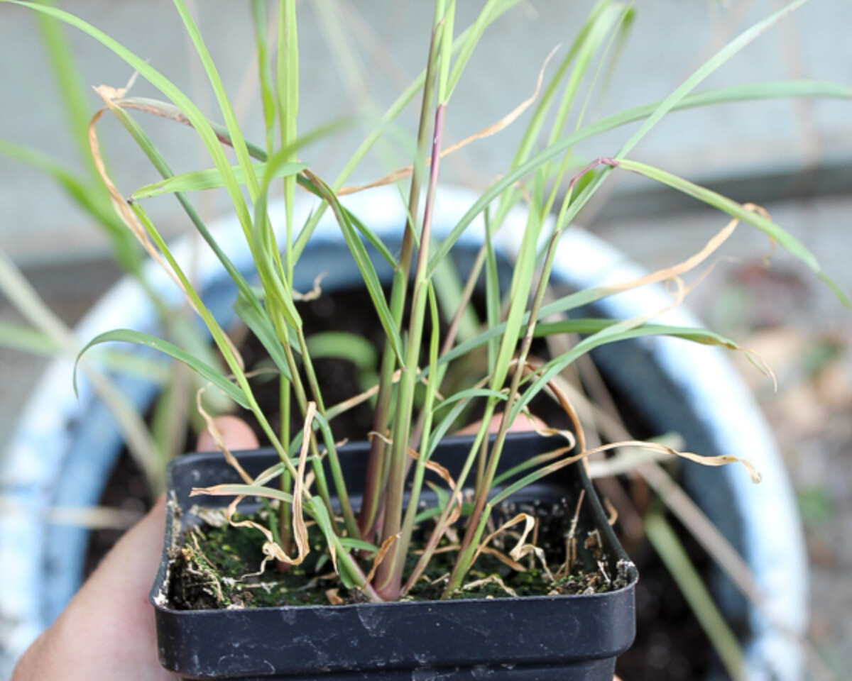 Growing Lemongrass