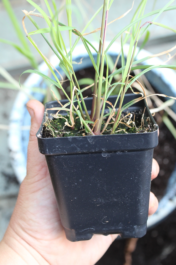 Growing Lemongrass from seed