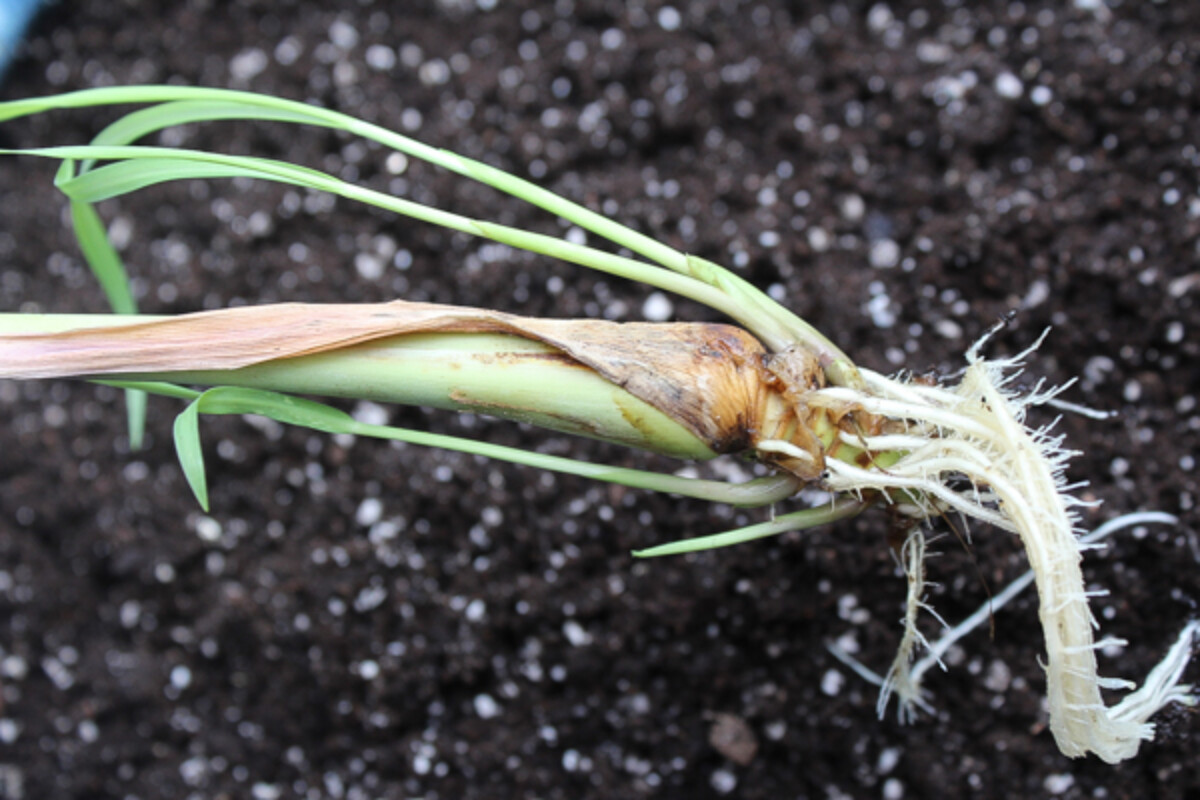 growing lemongrass from cuttings