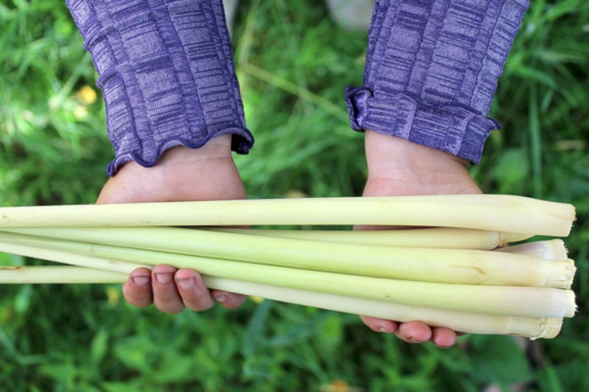 Harvesting Lemongrass
