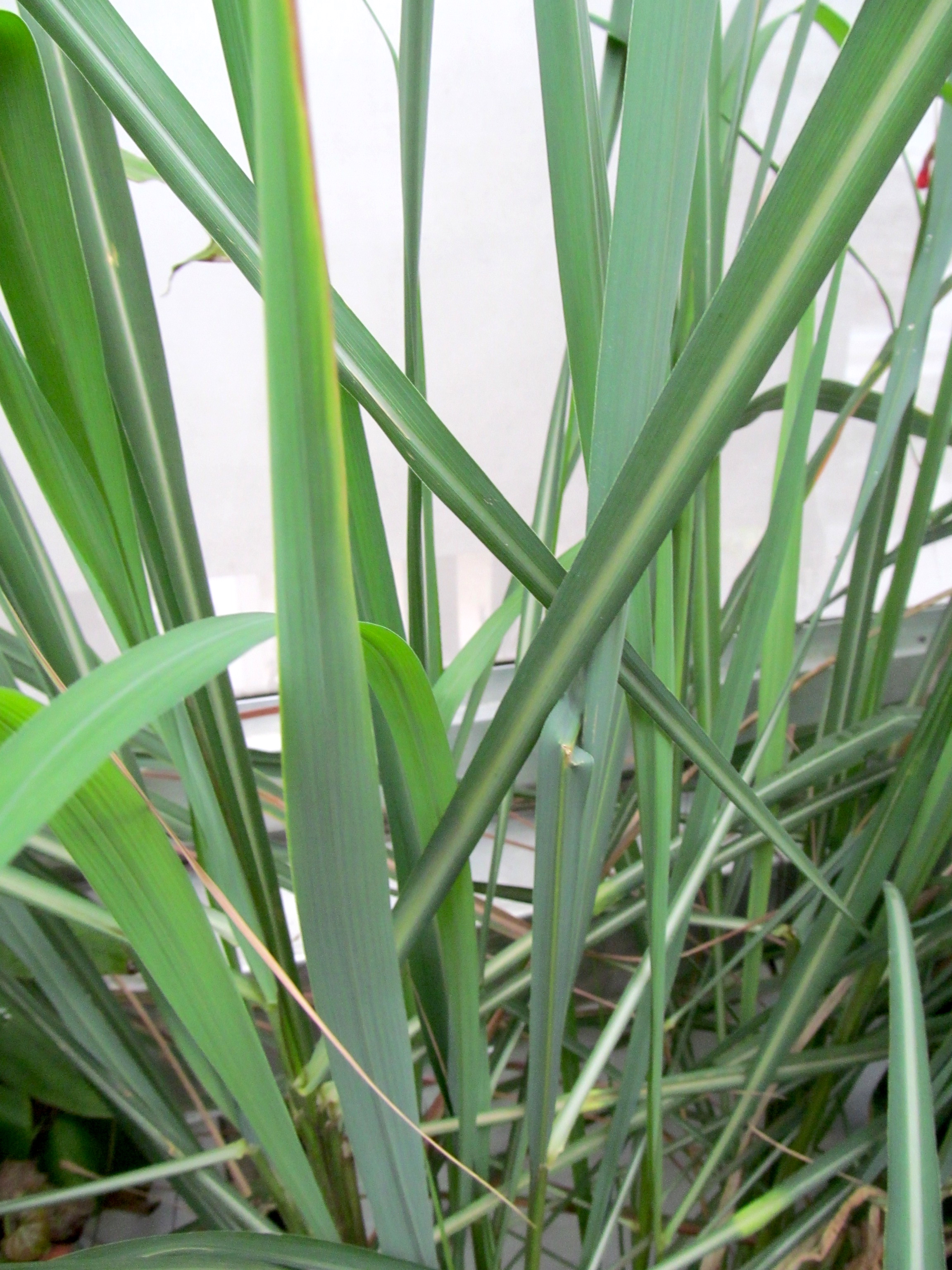 How to Grow Lemongrass Indoors or Outside