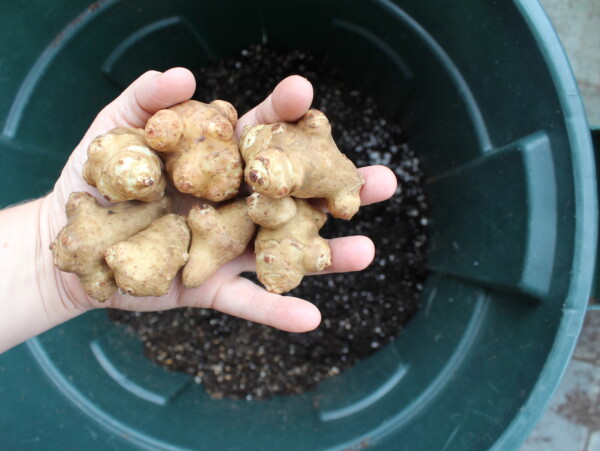 Growing Sunchokes in a Trash Can