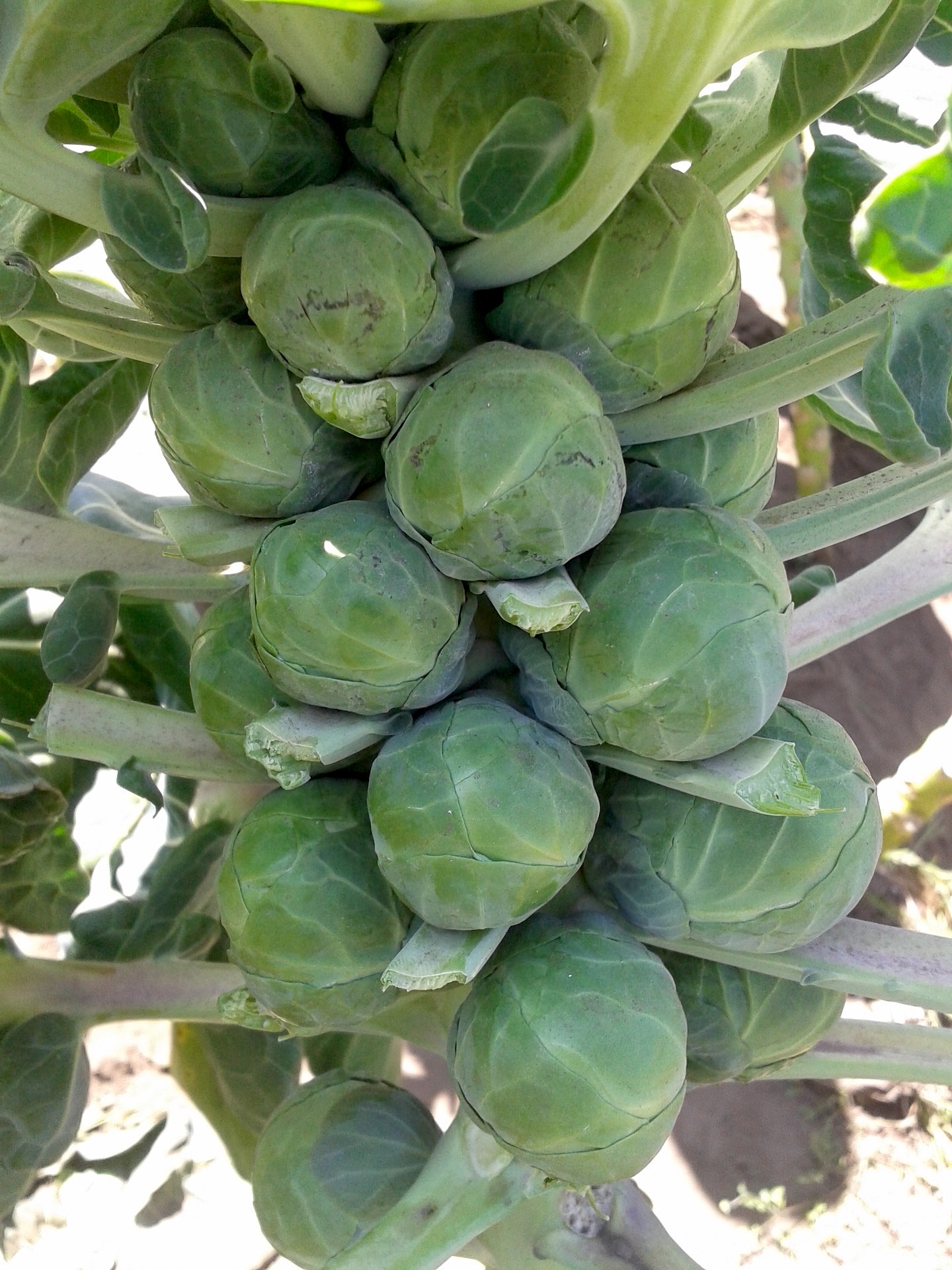 Harvesting Brussel Sprouts