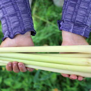 Harvesting Lemongrass