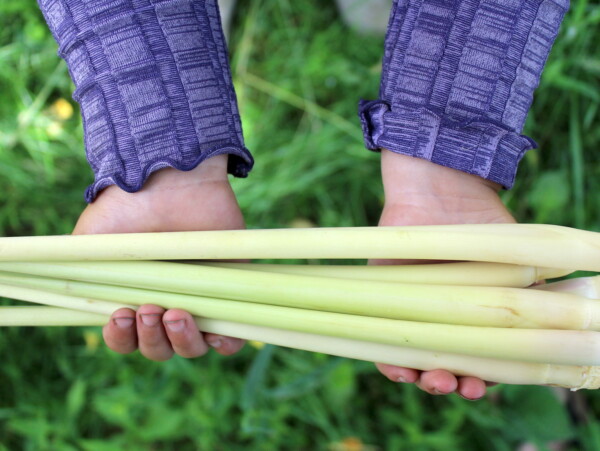 Harvesting Lemongrass