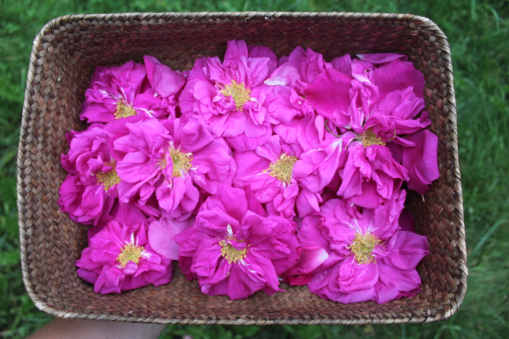 Harvesting Wild Roses for Cordial
